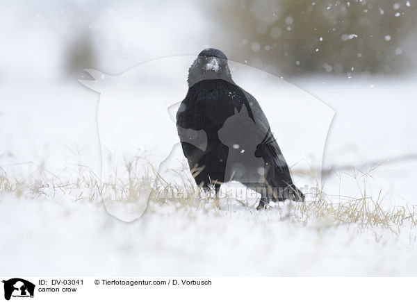 Rabenkrhe / carrion crow / DV-03041