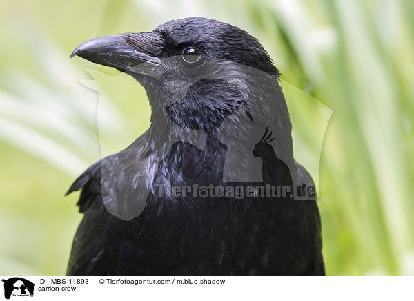 carrion crow / MBS-11893
