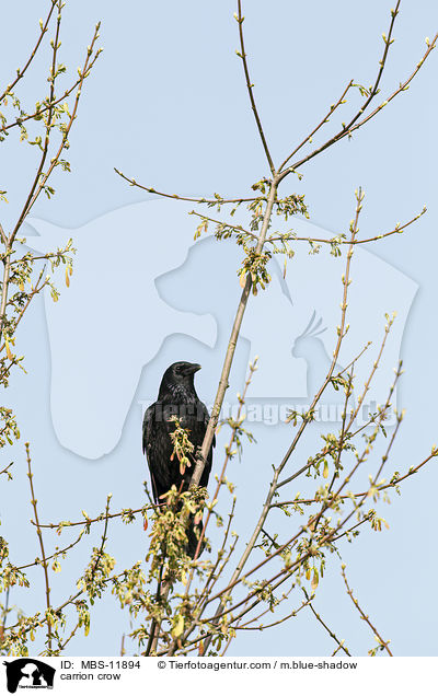 Rabenkrhe / carrion crow / MBS-11894