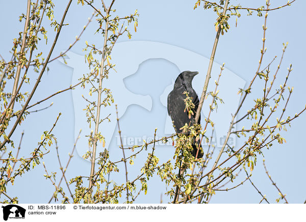 carrion crow / MBS-11896