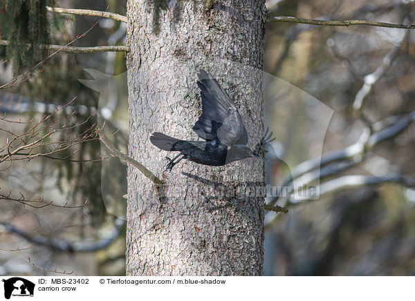 carrion crow / MBS-23402