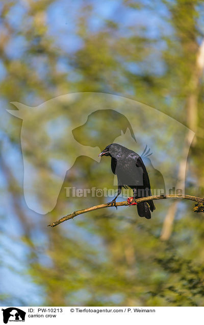 Rabenkrhe / carrion crow / PW-10213