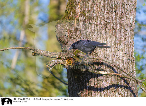 Rabenkrhe / carrion crow / PW-10214
