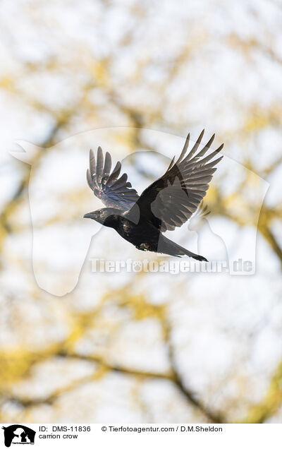 Rabenkrhe / carrion crow / DMS-11836