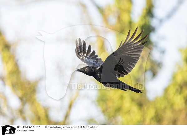 Rabenkrhe / carrion crow / DMS-11837