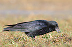 crow