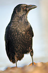 carrion crow