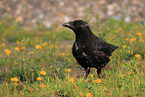 carrion crow