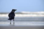 carrion crow