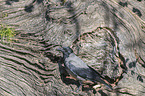 carrion crow