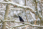 carrion crow