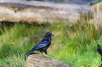 carrion crow