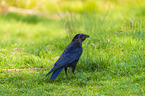 carrion crow
