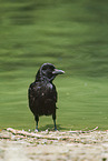 carrion crow
