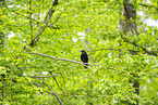 Carrion crow