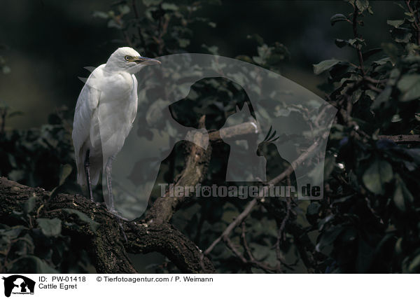Cattle Egret / PW-01418