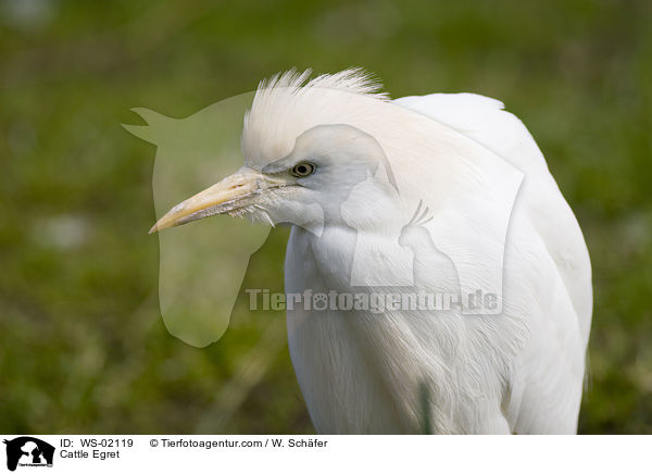Kuhreiher / Cattle Egret / WS-02119