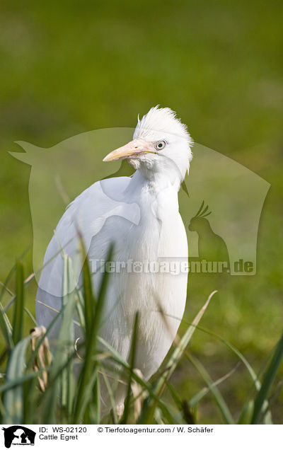 Cattle Egret / WS-02120