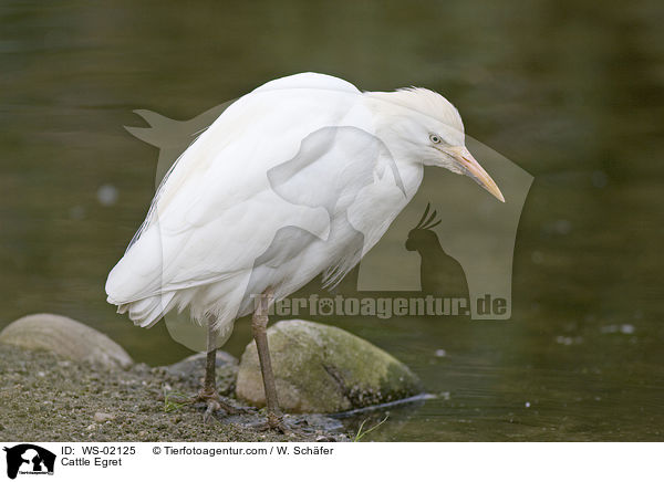 Cattle Egret / WS-02125