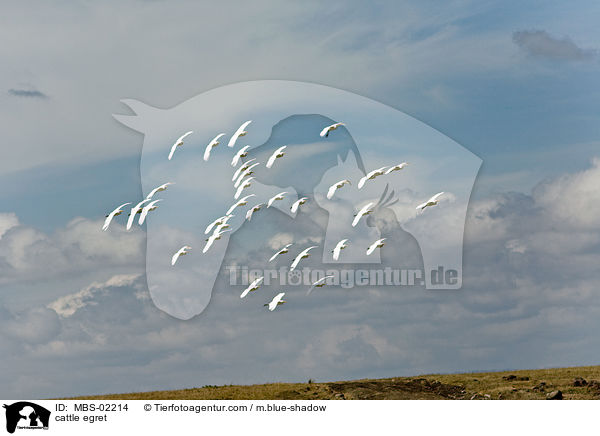 cattle egret / MBS-02214
