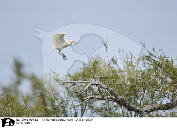 Kuhreiher / cattle egret / DMS-09742