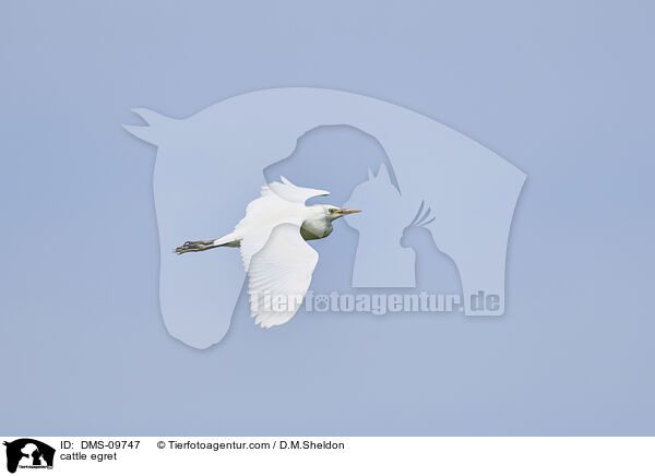 cattle egret / DMS-09747