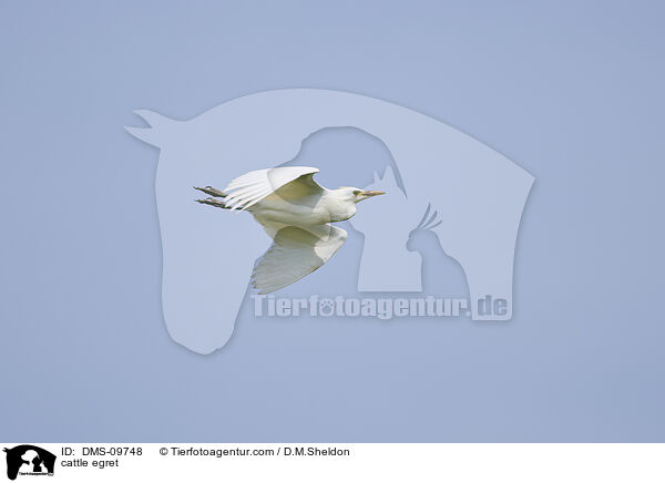 cattle egret / DMS-09748