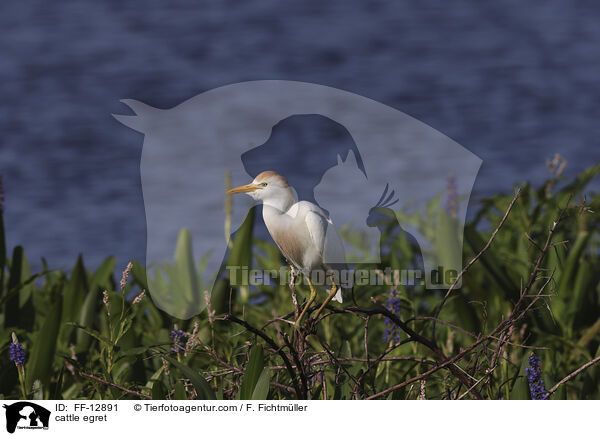 cattle egret / FF-12891