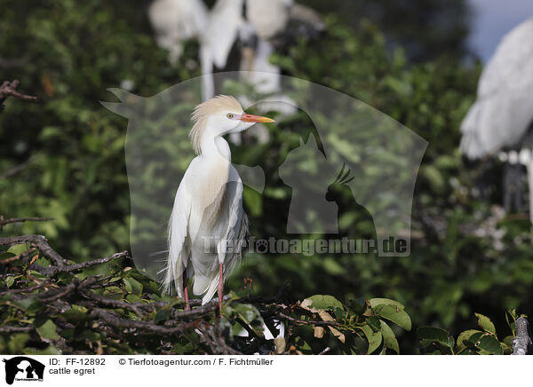 cattle egret / FF-12892