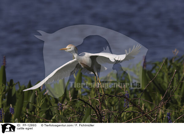 cattle egret / FF-12893