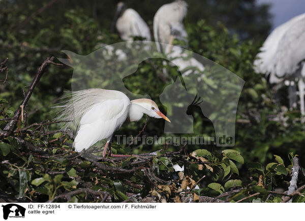 cattle egret / FF-12894