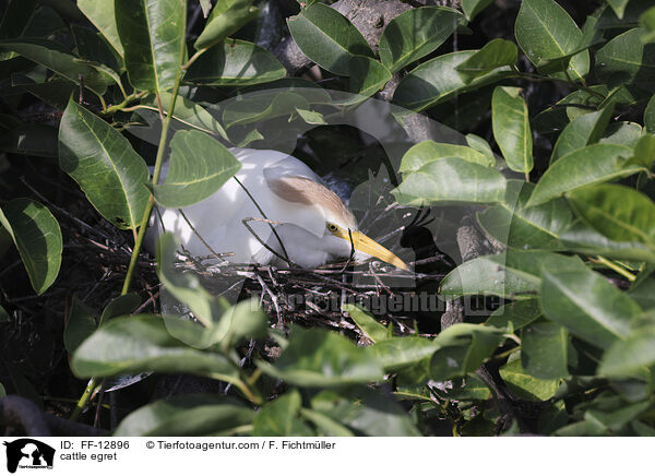 cattle egret / FF-12896