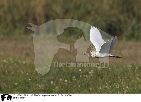 cattle egret / FF-12898