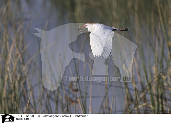 cattle egret / FF-12900