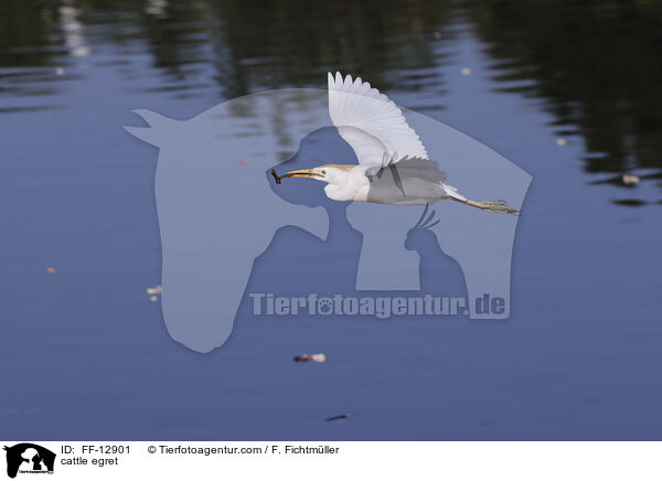 cattle egret / FF-12901