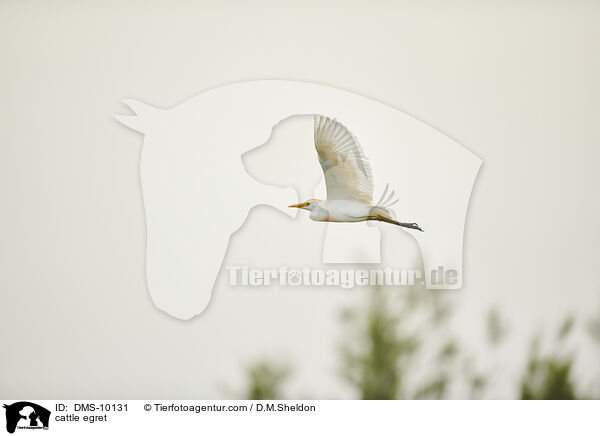 cattle egret / DMS-10131