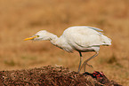 cattle egret