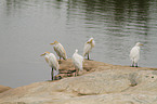 cattle egret