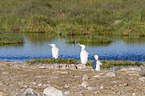 cattle egret