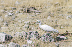 cattle egret