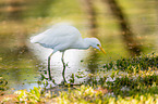 cattle egret