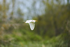 cattle egret
