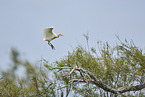 cattle egret