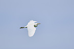 cattle egret