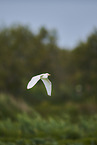 cattle egret