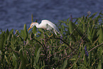 cattle egret