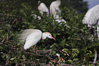 cattle egret