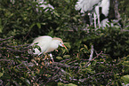 cattle egret