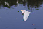 cattle egret