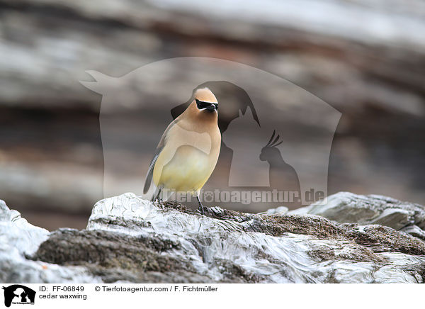 cedar waxwing / FF-06849